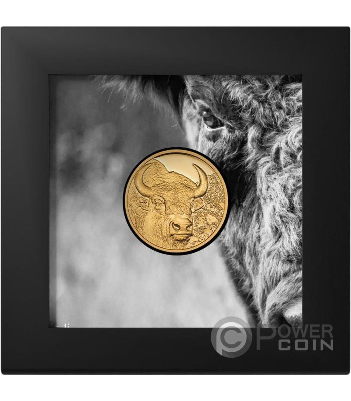 BISON Wild Mongolia 1/10 Oz Gold Coin 1000 Togrog Mongolia 2025
