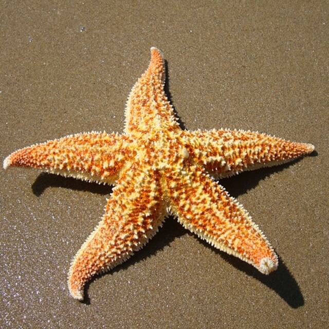 starfish