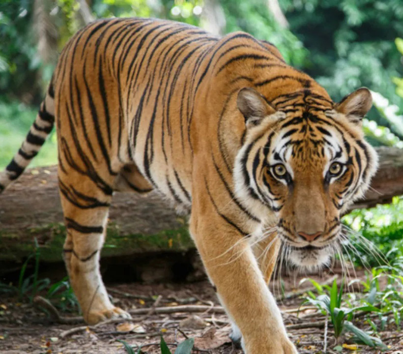 asian tiger