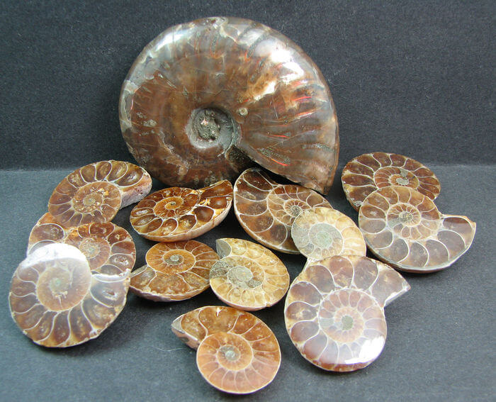 AMMONITES